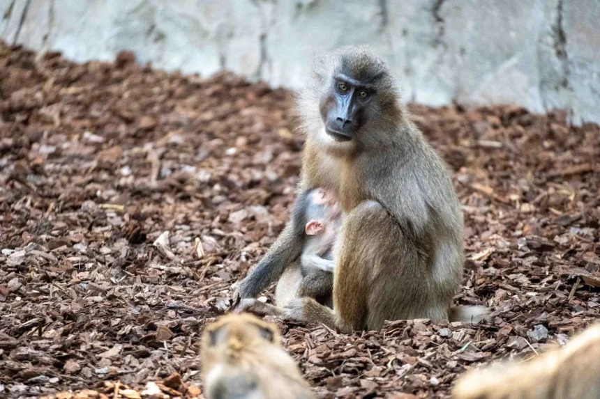 Agosto 2026. Nace una cria de dril en BIOPARC Valencia. 10 1