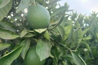 citricos