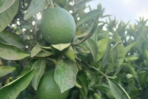 citricos