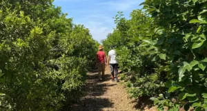 agricultorescitricos
