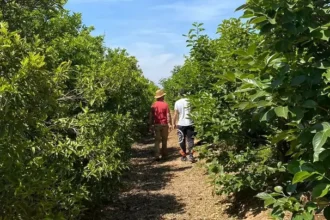 agricultorescitricos