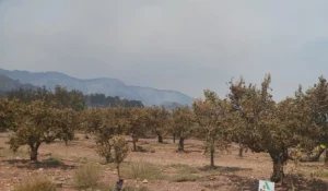 incendio castellon naranjos