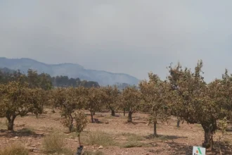ava-asaja
