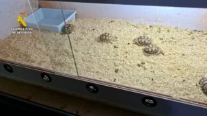 Tres detenidos en el desmantelamiento en Sot de Ferrer y Jérica de una red ilegal de cría y tráfico con 200 reptiles de especies protegidas 14 22 1