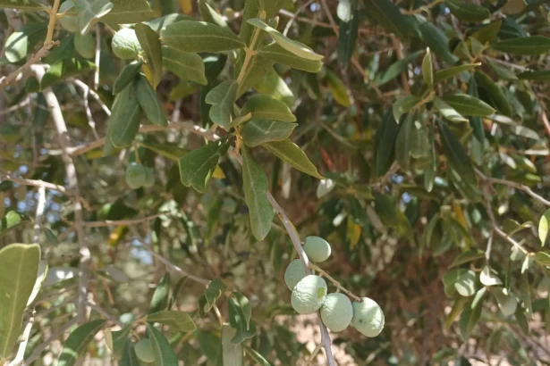 La Unió apunta a un desplome del precio del aceite.