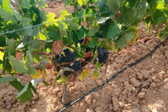 El viñedo reclama ayudas ante la vendimia.