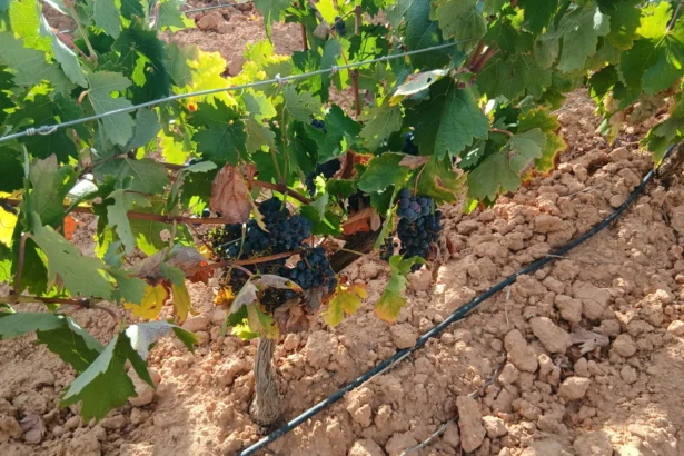 El viñedo reclama ayudas ante la vendimia.