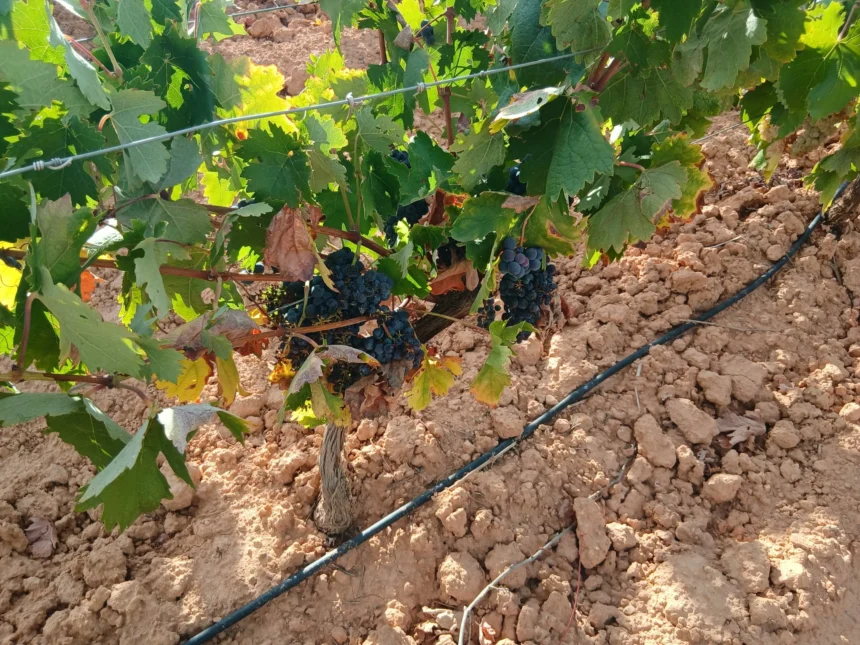 El viñedo reclama ayudas ante la vendimia.