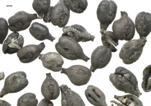 pepites de raim de Huelva Vitis mijans