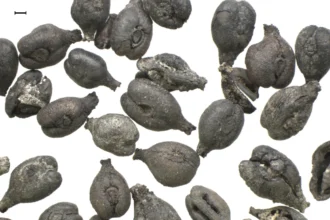 Antiguas pepitas de uva.
