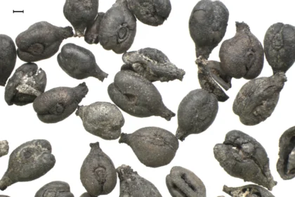 Antiguas pepitas de uva.