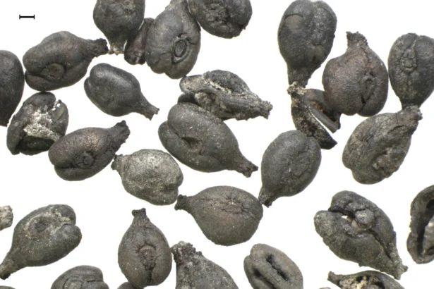 Antiguas pepitas de uva.