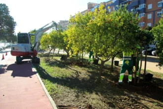 Treballs de plantació d'arbres a Sagunt.