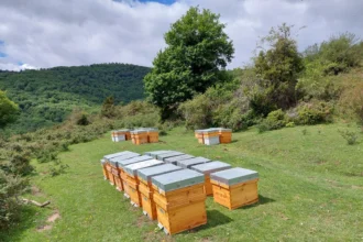 Colmenas de madera con tapas grises dispuestas en un prado de montaña