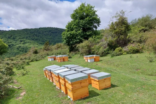 Colmenas de madera con tapas grises dispuestas en un prado de montaña