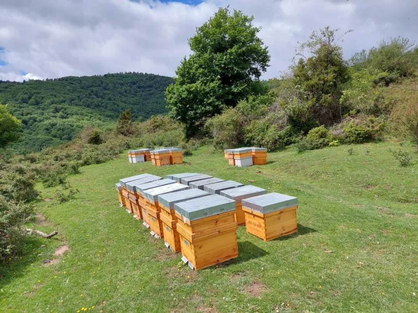 Colmenas de madera con tapas grises dispuestas en un prado de montaña