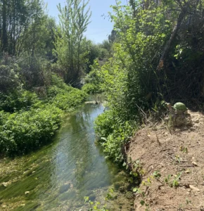 Sale a exposición pública el permiso para que 70 ovejas y cabras pasten en el río Reconque de Teresa de Cofrentes 8 IMG 2370 3 scaled 1 e1790868490483