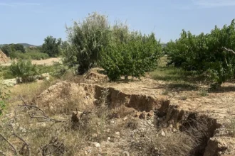 Terreny esvorancat en una parcel·la agrícola amb arbres fruiters