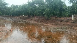 La Unió alerta de daños en el campo de la Safor y la Marina Alta por la DANA Adam y reclamará ayudas urgentes 4 dana adam parcela citricos encharcada