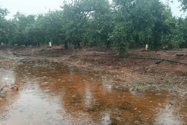 Parcela de cítricos con agua encharcada tras las lluvias de la DANA Adam