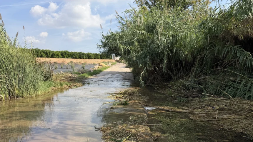 Camino cubierto de agua junto a cañas y vegetación densa que obstruyen el cauce del barranco en Bétera