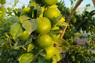 Mandarines verdes en un arbre a l'inici de la campanya citrícola
