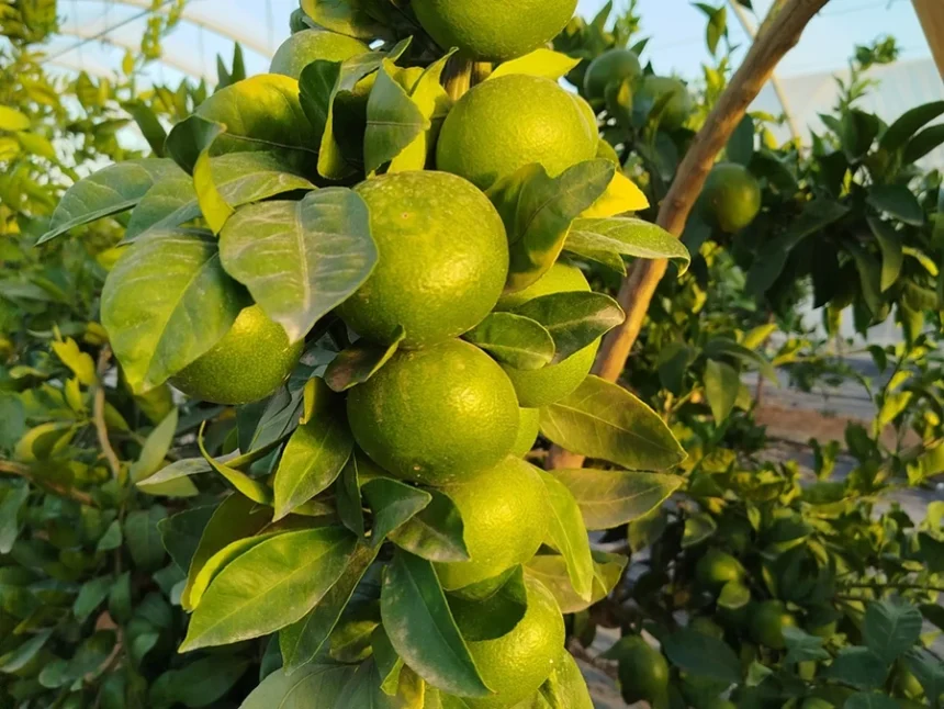 Mandarines verdes en un arbre a l'inici de la campanya citrícola