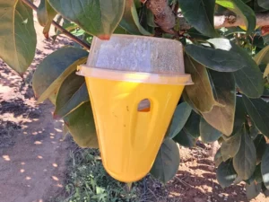 trampa mosca fruita arbre