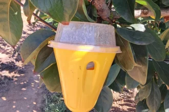 Trampa contra la mosca de la fruita penjada en un arbre
