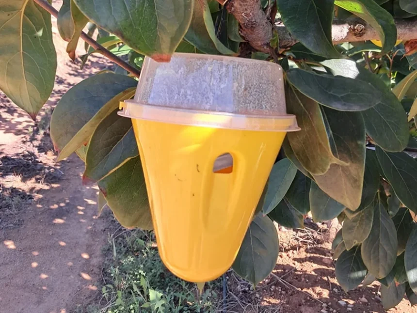 Trampa contra la mosca de la fruita penjada en un arbre